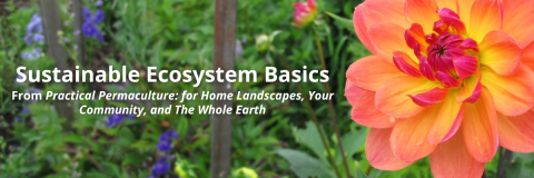 Practical Permaculture Sustainable Ecosystem Basics